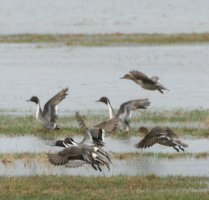 nothern pintails