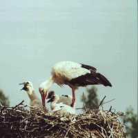 young white storks