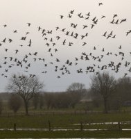 white-fronted geese