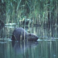 beaver