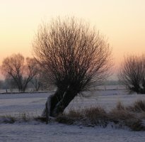 pollarded willows