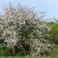 fruit tree