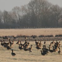 visiting birds