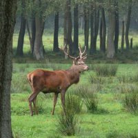 red deer