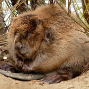 The Elbe beaver is one of the main characters of the small exhibition in the information point in Gartow